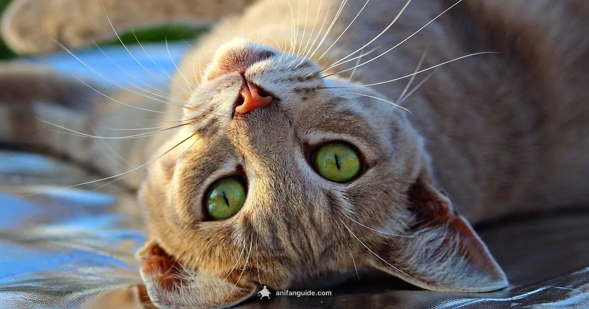 Cat Inspired Faces Cat Inspired Faces - AniFanGuide