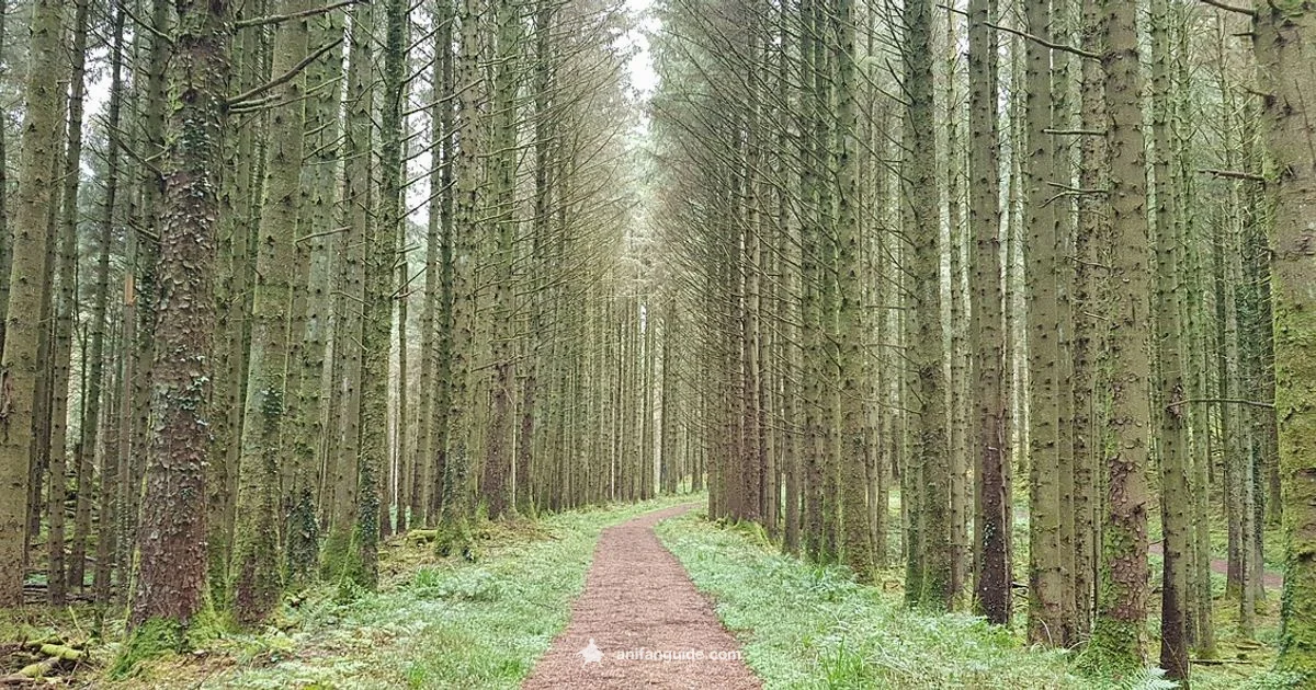 Understanding Mushi Anime Understanding Mushi Anime - AniFanGuide