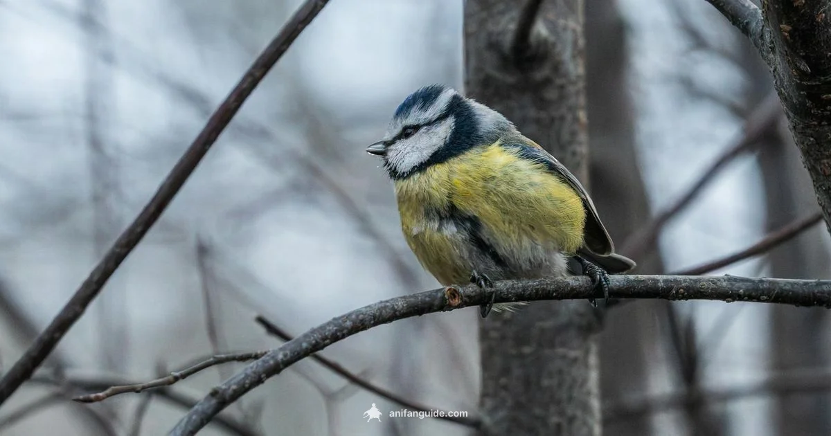 Watch Anime - AniFanGuide