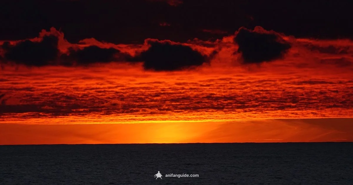 Global Anime Fans - AniFanGuide