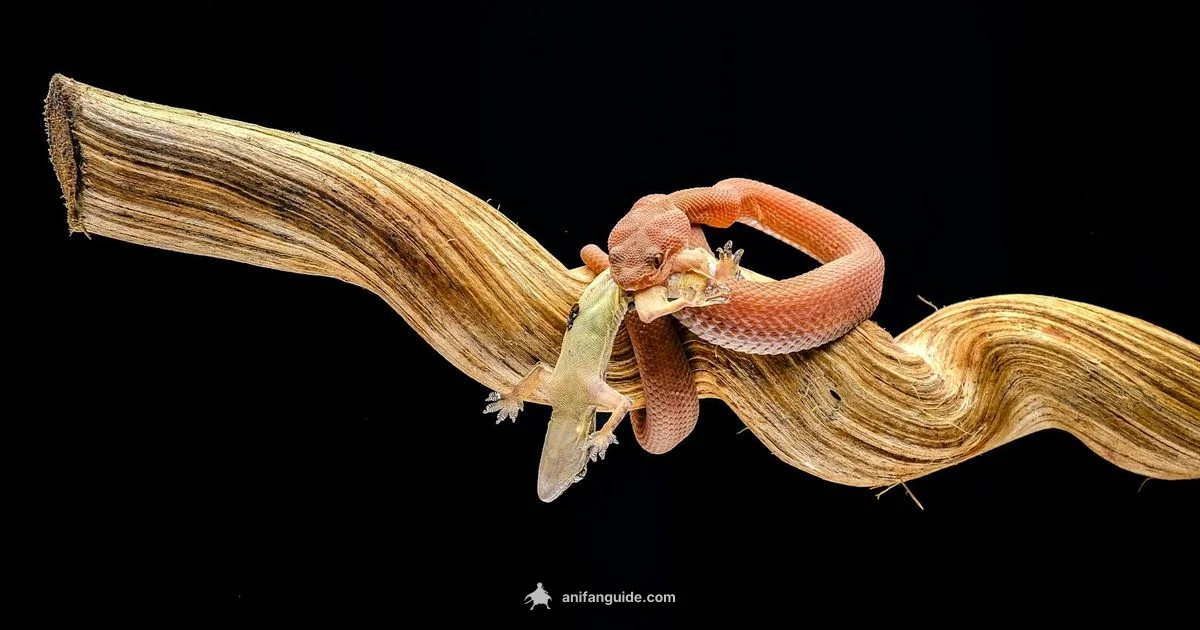 Titan Season 4 Overview - AniFanGuide