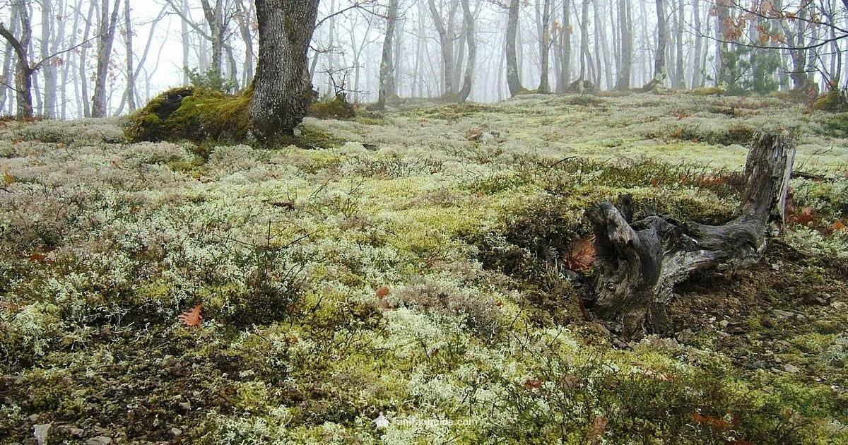 Salvation Motifs in Anime - AniFanGuide