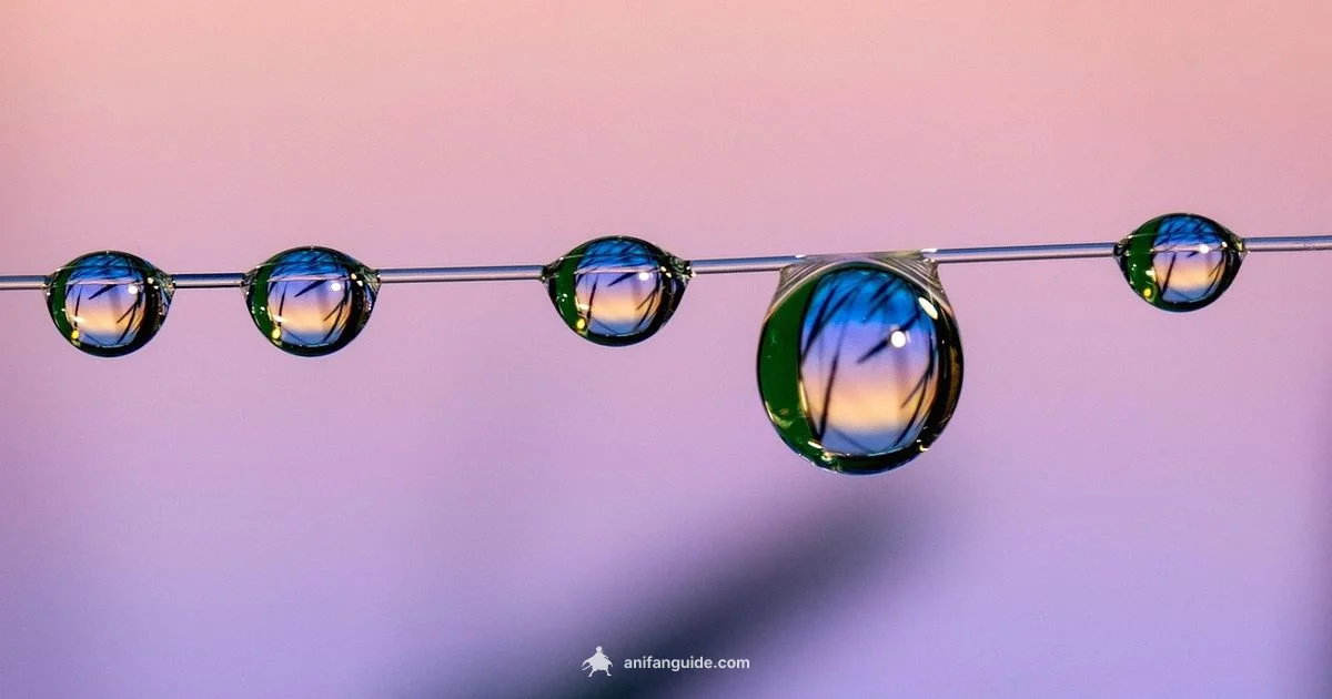 Getting Started - AniFanGuide