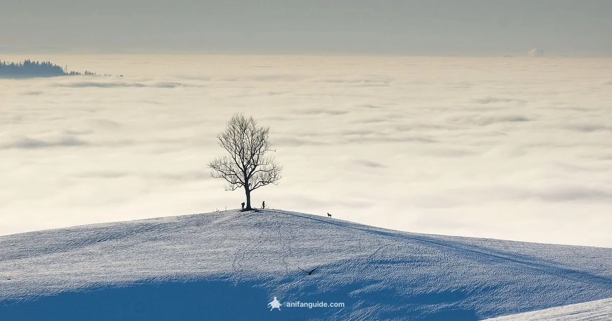 2014 Anime Year - AniFanGuide