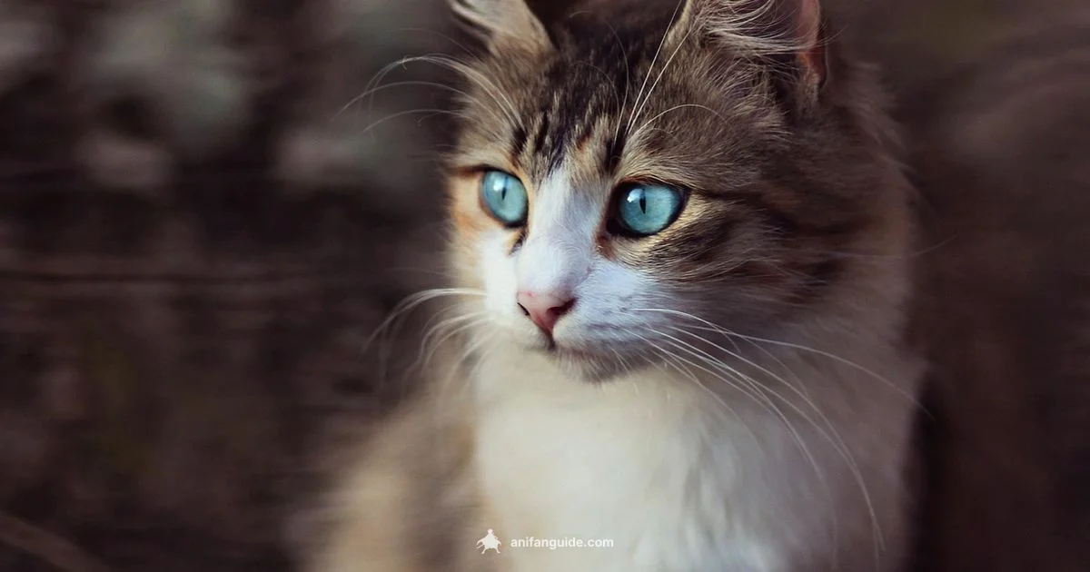 Catlike Aesthetics Catlike Aesthetics - AniFanGuide