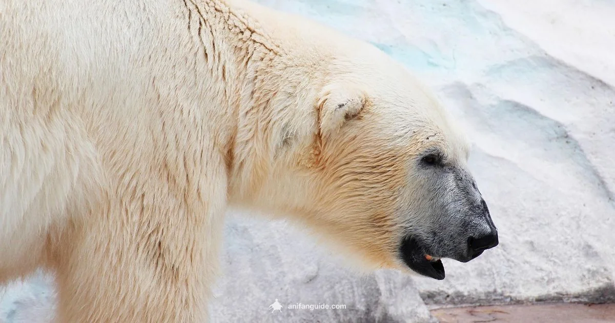 Berserk Deep Dive - AniFanGuide